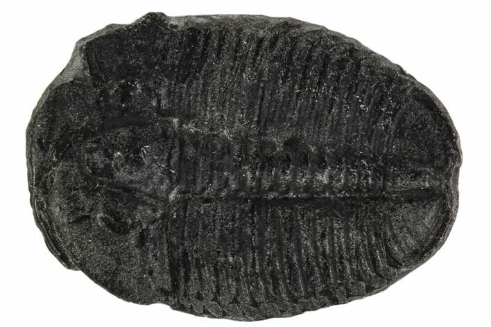 Elrathia Trilobite Fossil - Utah #108661